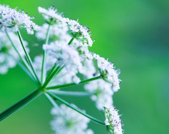 Parsley Seed Oil Cold Pressed Unrefined - Miraculous Oil for Blemishes, Problem Skin
