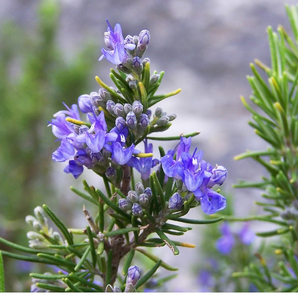 Rosemary Verbenone Hydrosol Organic