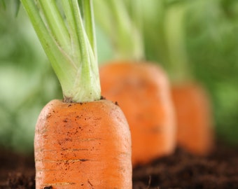 Wild Carrot Seed Oil - Zero Waste - Cold Pressed Unrefined