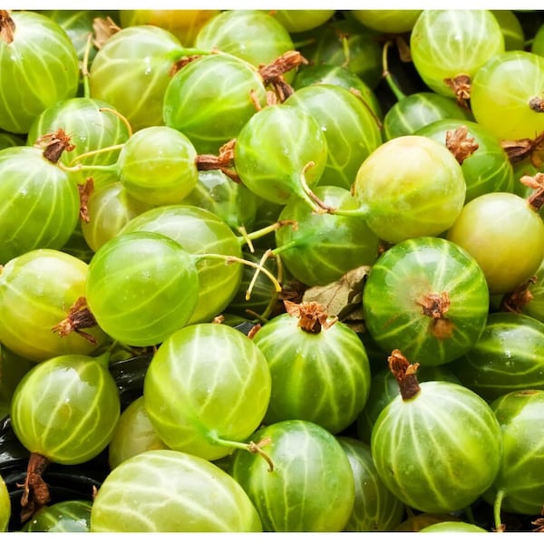 Amla (Gooseberry) Oil Cold Pressed Unrefined - Miracle Hair Restore Oil and Time Defying Skin Oil