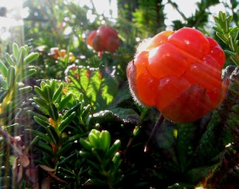 Nordic Cloudberry Seed Oil Cold Pressed Unrefined - Exotic and Luxurious Treat for Skin and Hair