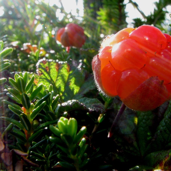 Nordic Cloudberry Seed Oil Cold Pressed Unrefined - Exotic and Luxurious Treat for Skin and Hair