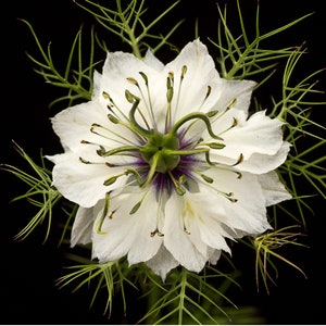 Black Cumin Oil | Black Seed Oil | Virgin Organic