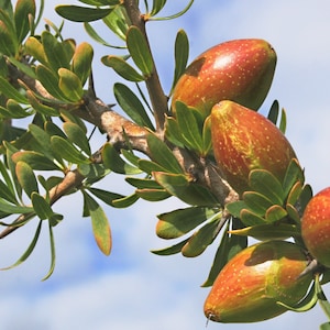 Argan (Moroccan) Oil Organic Virgin - Miraculous Hair Oil, Indulgent Skin Enhancer, Liquid Gold