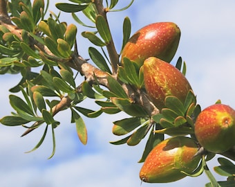 Argan (Moroccan) Oil Organic Virgin - Miraculous Hair Oil, Indulgent Skin Enhancer, Liquid Gold