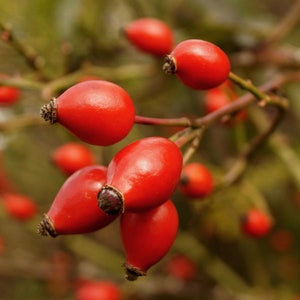 Rosehip Seed Oil (Red) Virgin Organic
