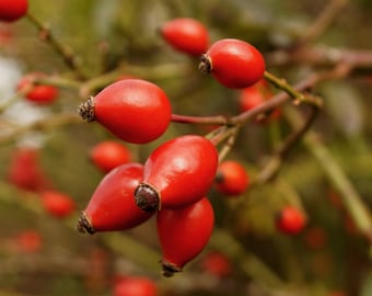 Rosehip Seed Oil (Red) Virgin Organic