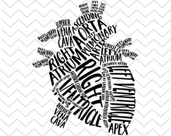 Free Free Heart Anatomy Svg 902 SVG PNG EPS DXF File