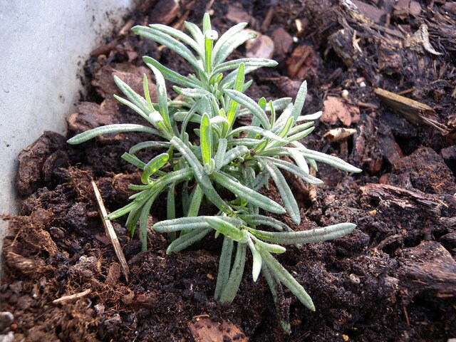 Jeune Plant de Lavande - Méthode Culture Bio Pour Jardin Potager ou Balcon