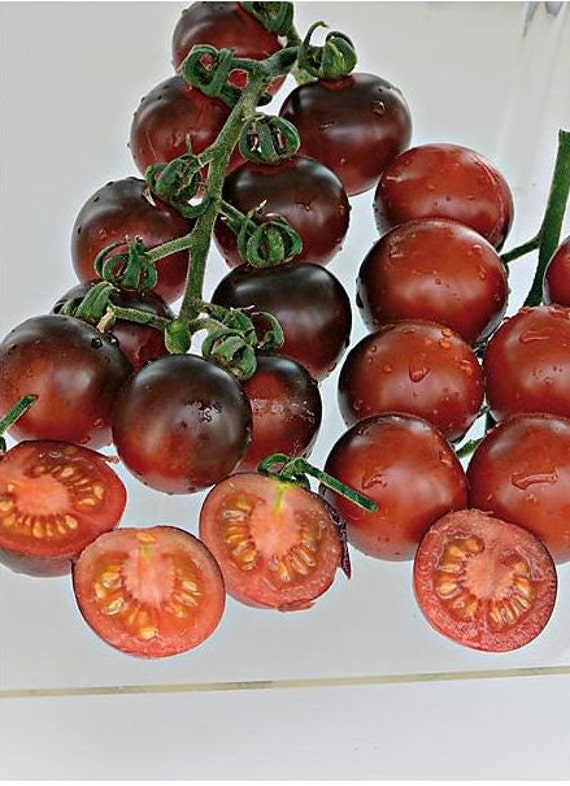 Graines de Tomate Indigo Blue Berries | Méthode Culture Bio Pour Balcon Potager Jardin