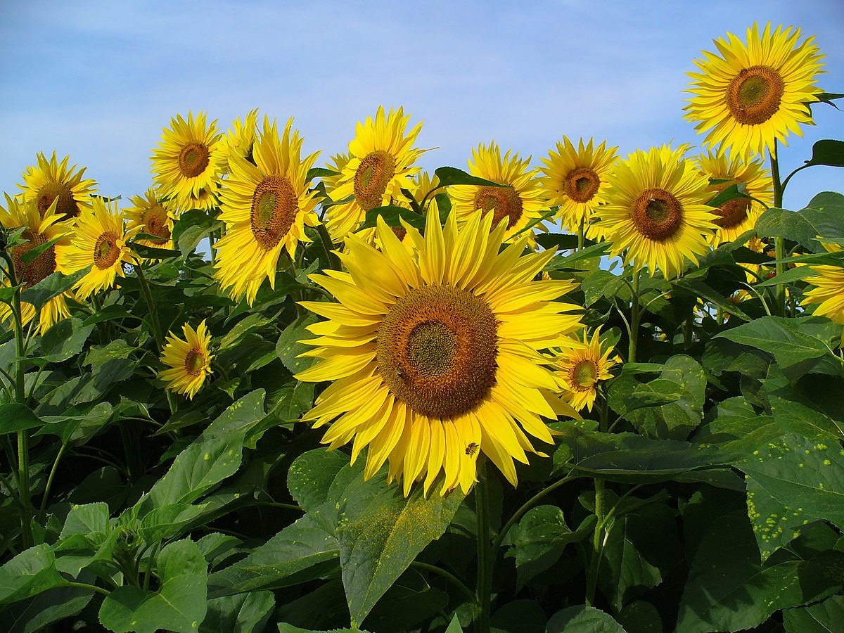 Graines de Tournesol d'espagne | Méthode Culture Bio Pour Potager Jardin