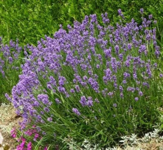 Graines de Lavande - Fleurs Du Jardin Méthode Culture Bio Très Mellifère Pour Balcon Jardin Potager