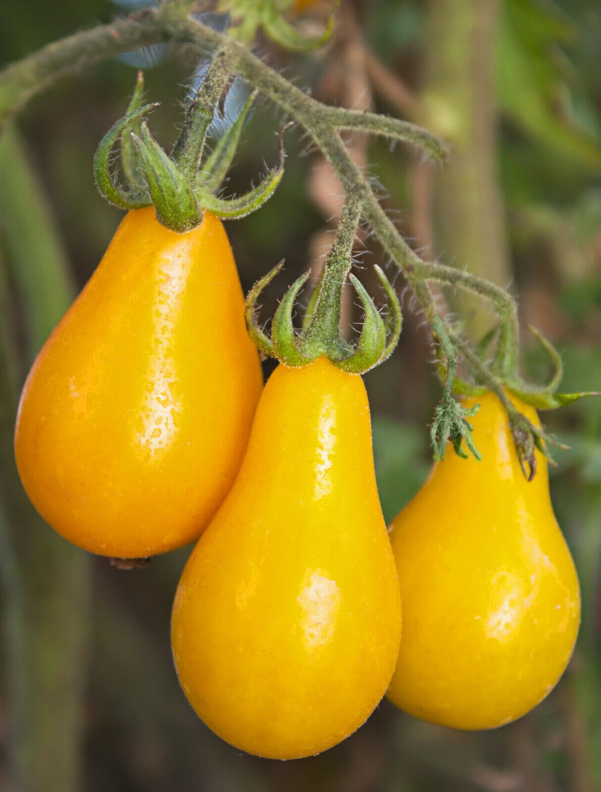 Graines de Tomate Cerise Jaune Poire/Poirée - Méthode Culture Bio Excellentes à L'apéritif ou sur Un