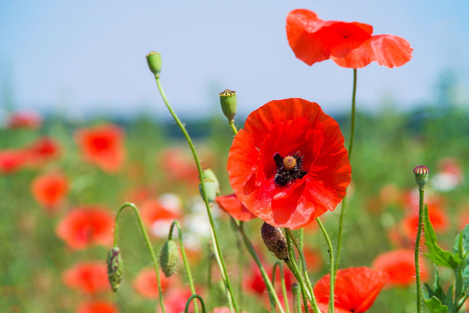 Graines de Coquelicots Des Champs | Méthode Culture Bio Pour Potager Balcon Jardin