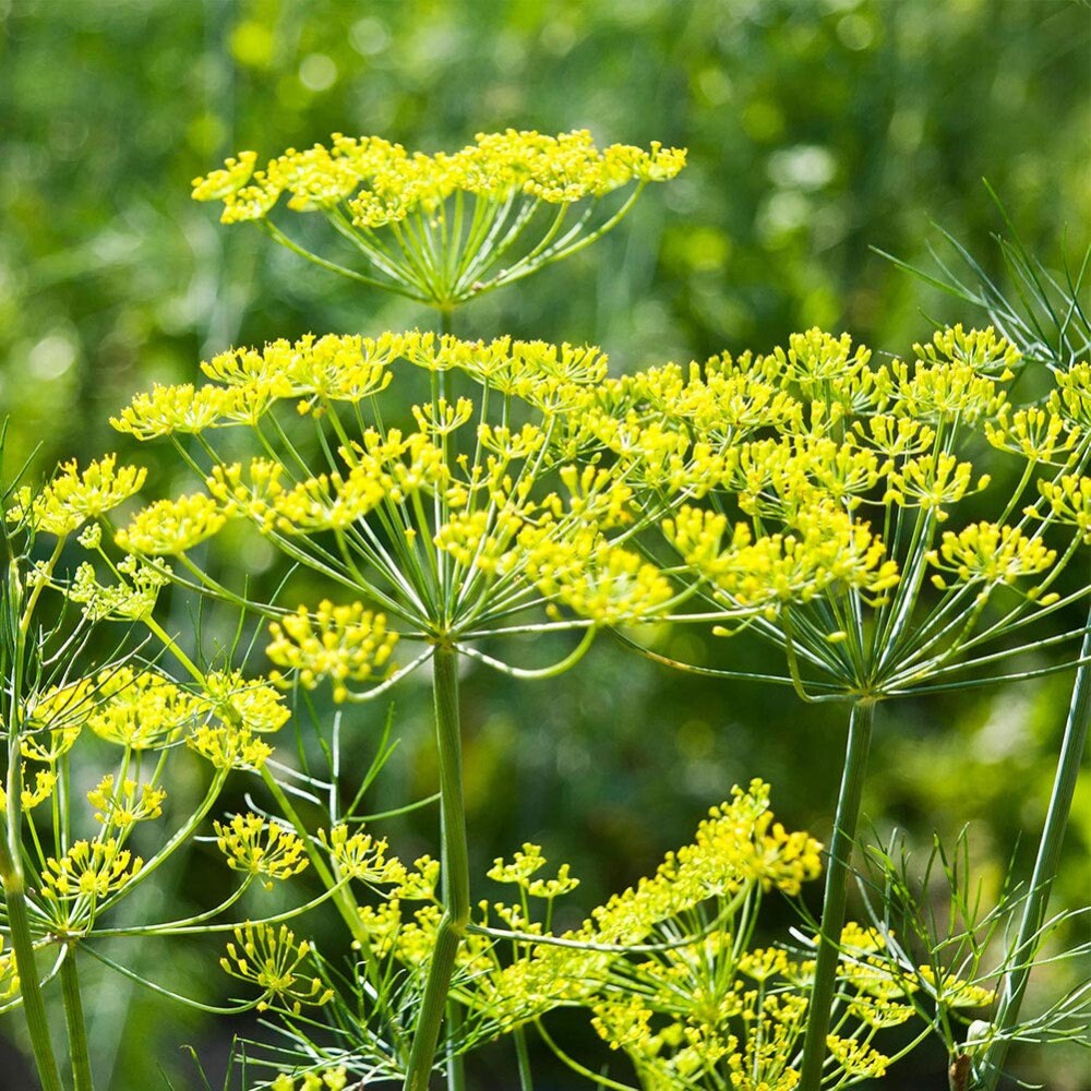 Graines d'aneth | Aromatique Comestibles - Méthode de Culture Bio Pour Potager Balcon Jardin