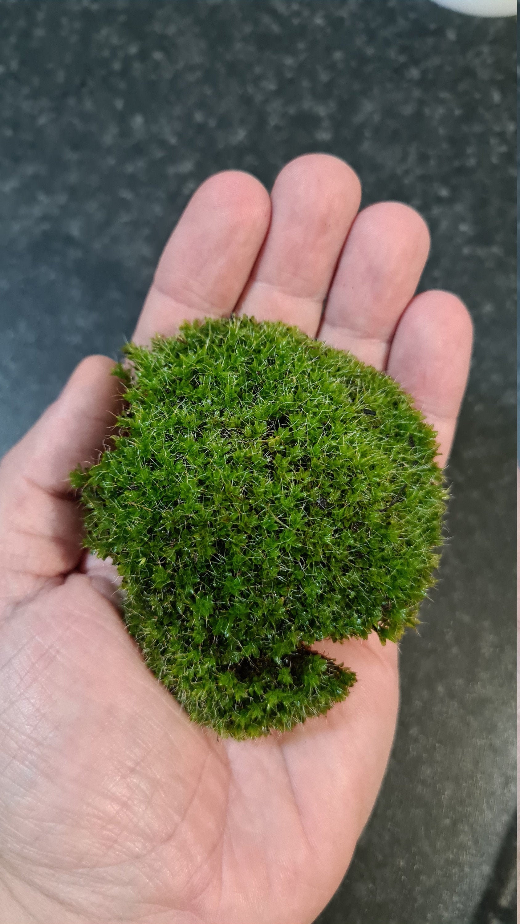 Live Moss Premium Live Moss For Terrarium Lovely Large Etsy