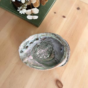 May include: An iridescent abalone shell with a polished, concave interior displaying swirling shades of green, pink, and silver. The shell features a natural, organic oval shape with a textured, pearlescent surface and a series of small holes.