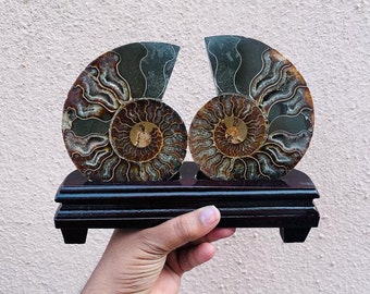 Large Ammonite Fossil Fair With Wooden Stand Home Decor Real Ammonite Crystal Fossil A++ Quality Great Colour Druzy Ammonite Crystal Gift