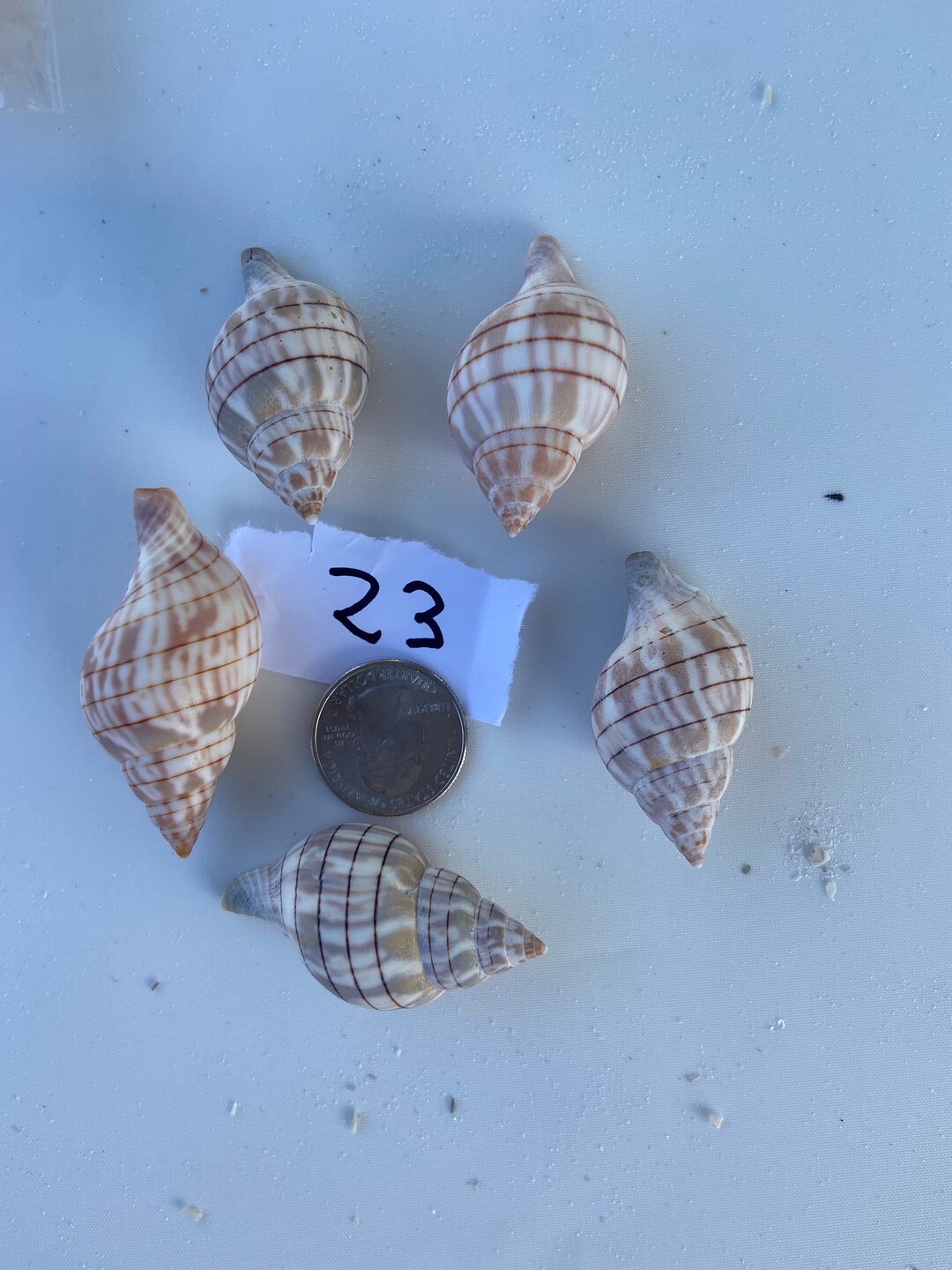 Tulia Sea Shell Tulip Sea Shell Lot 23 From Sanibel, 10K Island, Marco Island for Shell ...