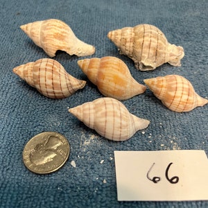 Tulip Shells Medium Shells Lot 60-69 From Sanibel Marco 10k Island ...