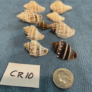 May include: A collection of eight small sea shells with varied brown and tan striped patterns, arranged in rows. A white card with the handwritten text CR 10 and a silver United States quarter coin are placed next to the shells for scale reference.