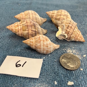 Tulip Shells Medium Shells Lot 60-69 From Sanibel Marco 10k Island ...