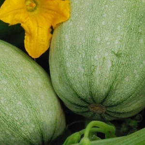 Spaghetti Squash Seeds