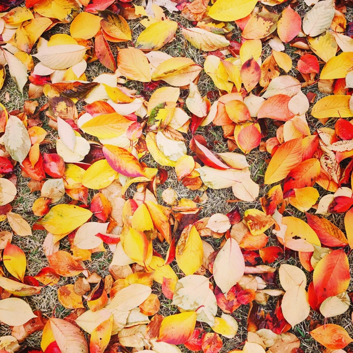 Red fallen leaves Fall season Digital Download Print | Etsy