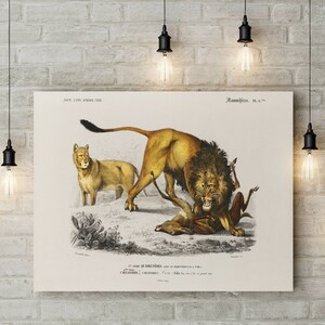 Magnificent Hunter Lion illustration - 1892 Illustration Plate - Printable Poster - Vintage 19th century - Natural History