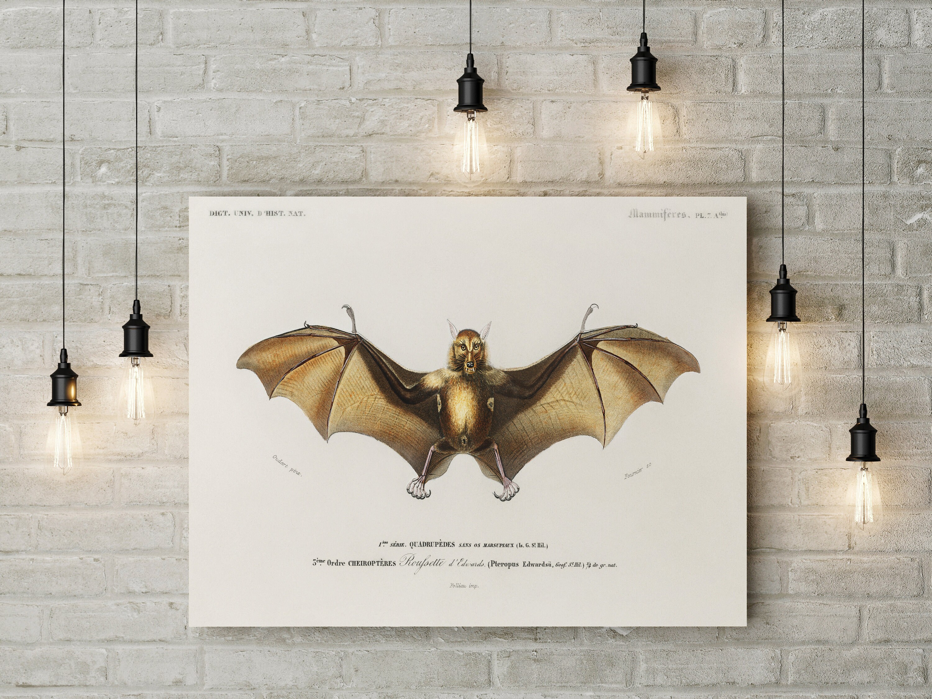 Chauve-Souris Roussette - Planche Illustration 1892 Poster Vintage Original Cadeau Naturaliste