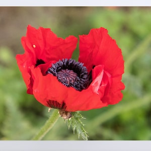 Poppy Flower Wall Art - Digital Print  l Photography