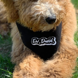 Op de afbeelding: Een lichtbruine en witte hond met krullend haar die een zwarte bandana draagt met de tekst "Ew, David." in het wit gedrukt.