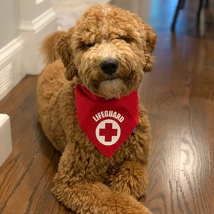 Lifeguard