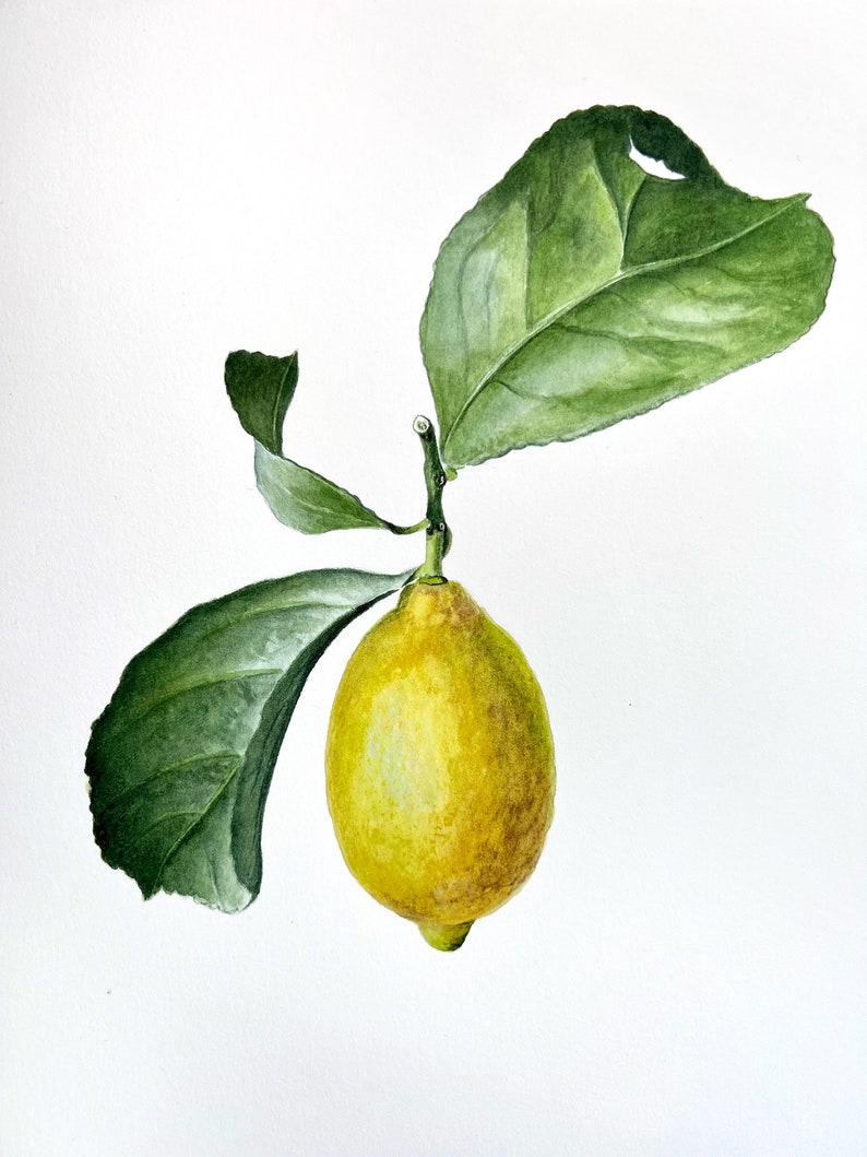 How to Paint Lemon Watercolor Painting Tutorial Real Time Etsy