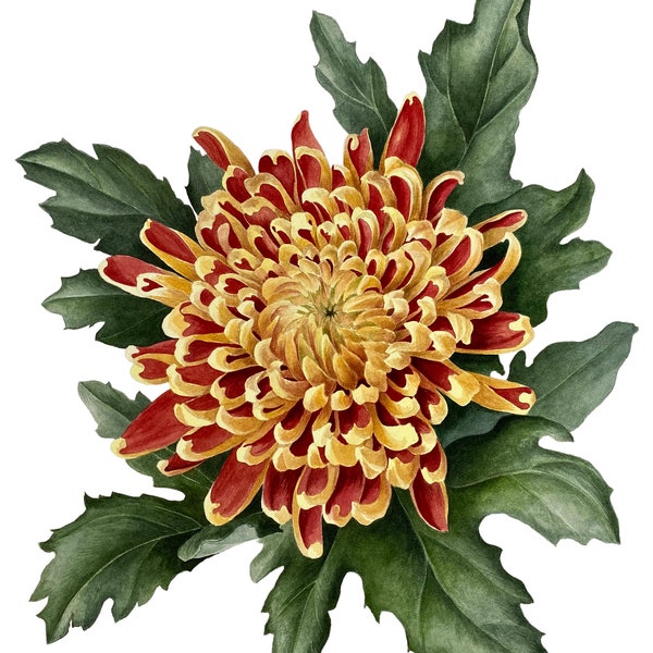 Floral Watercolor Original Painting, Chrysanthemum Hand Painted Wall Art, Realistic Watercolor Artwork, Botanical Art, Livingroom Home Decor