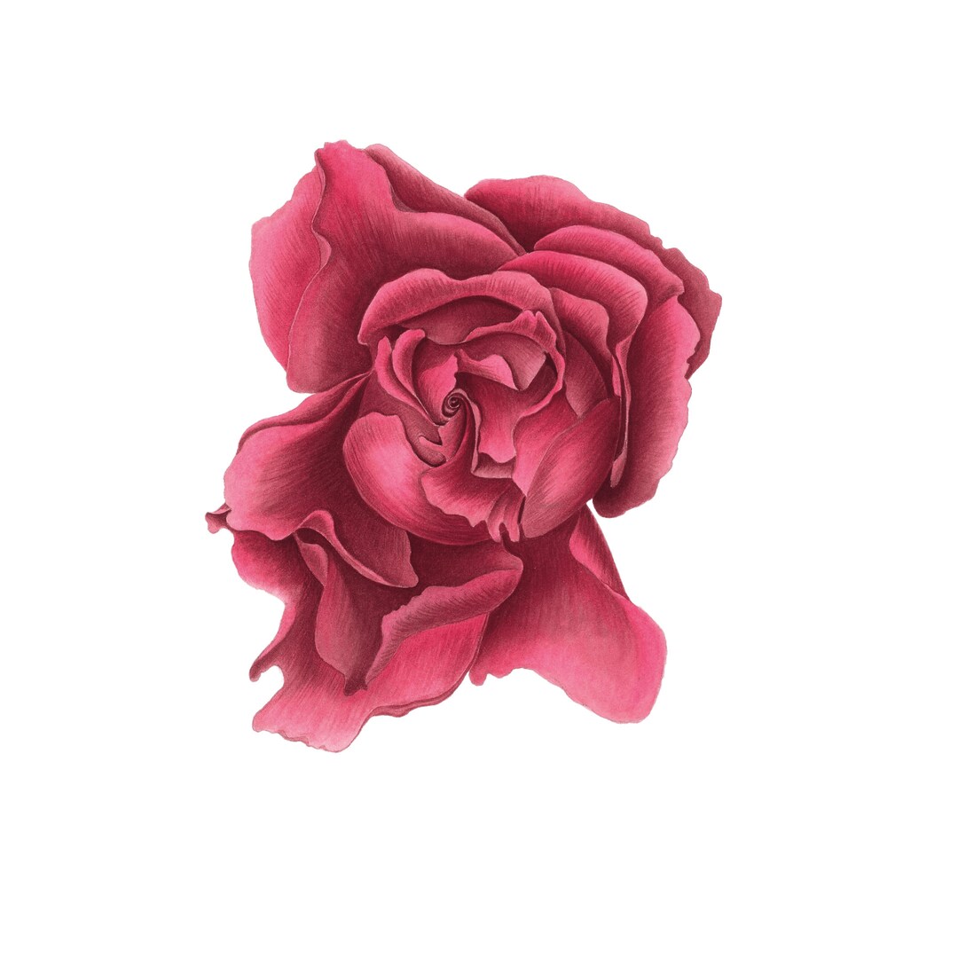 Open Rose Flower Original Watercolor Painting Etsy