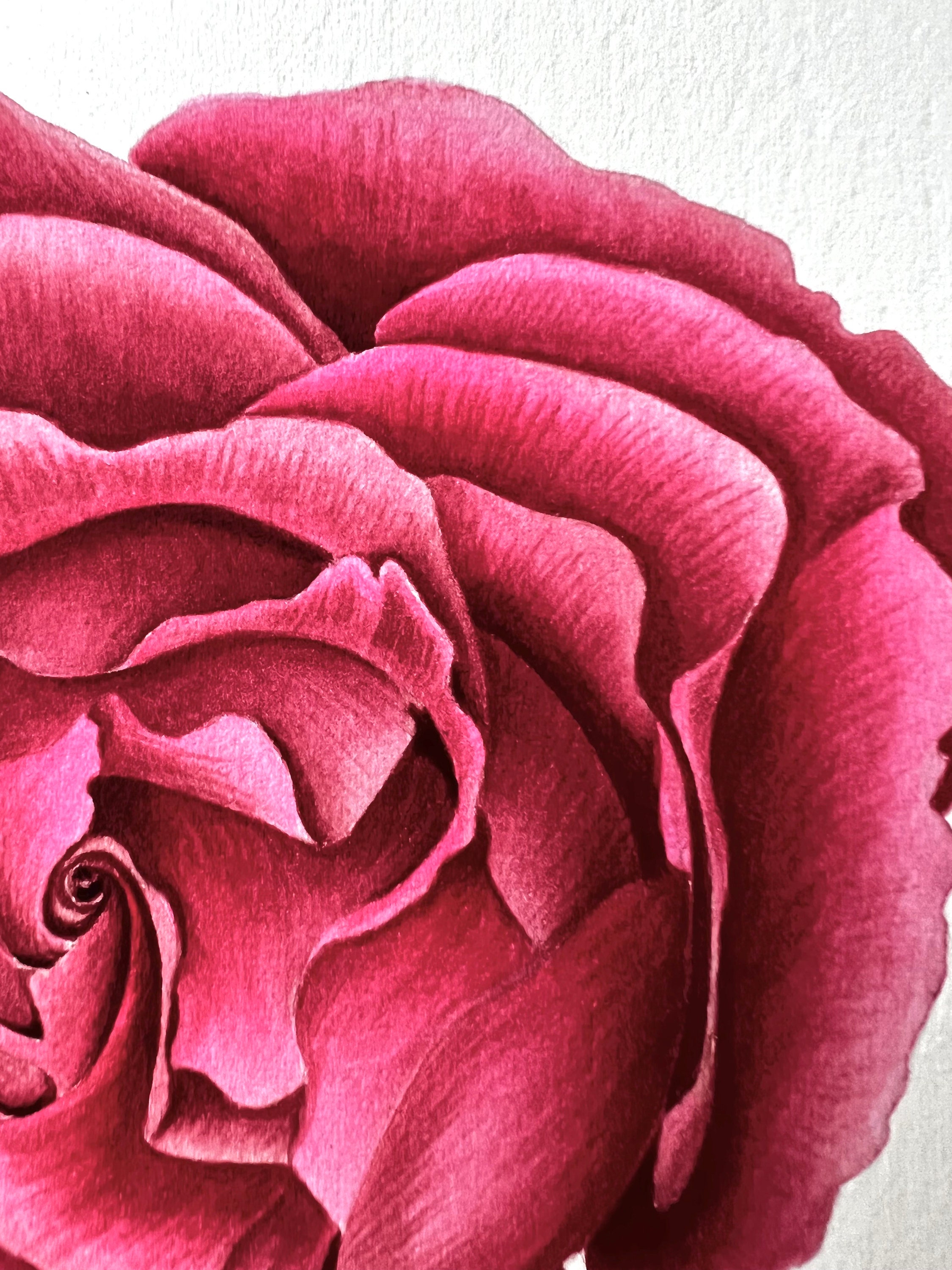 Open Rose Flower Original Watercolor Painting Etsy