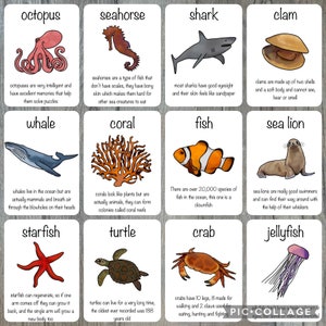 Printable Ocean Animals Vol 1 Cards Teaching Learning - Etsy