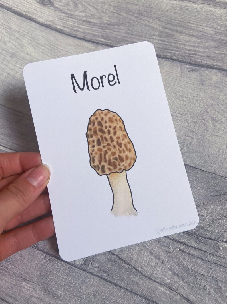 Printable Mushroom Flashcards Nature Educational Learning - Etsy Ireland