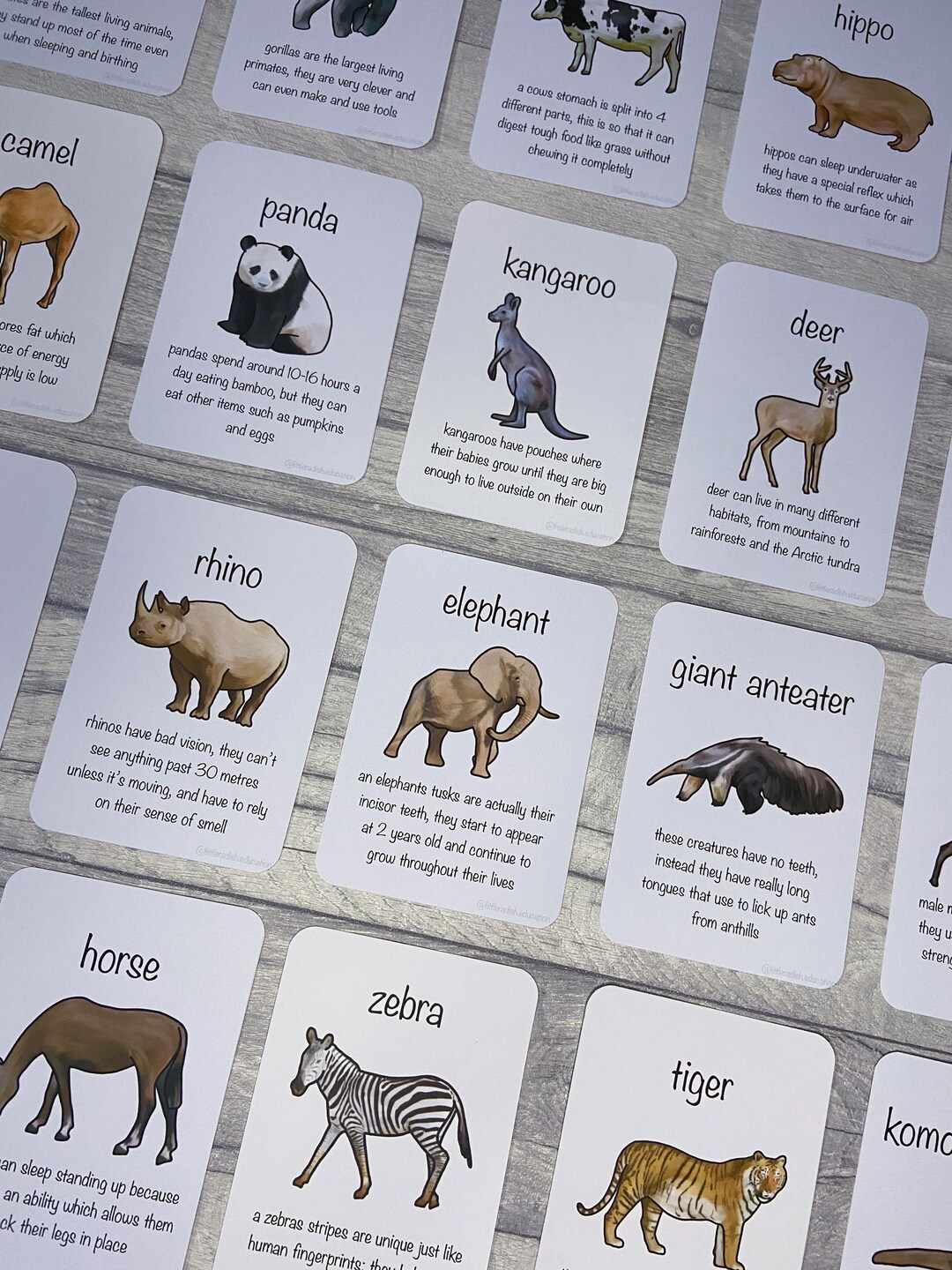 Printable Big Creature Flashcards Animal Fact Cards - Etsy
