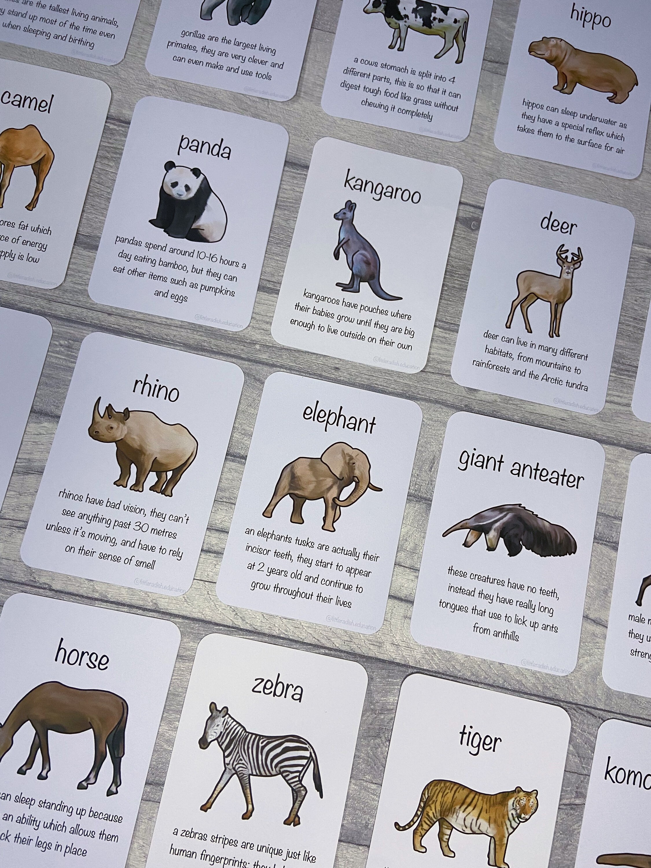 Printable Big Creature Flashcards Animal Fact Cards - Etsy Australia