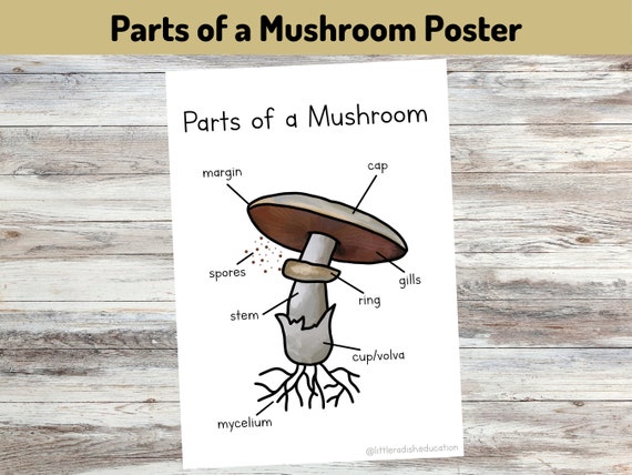 The Anatomy of a Mushroom Art Print 