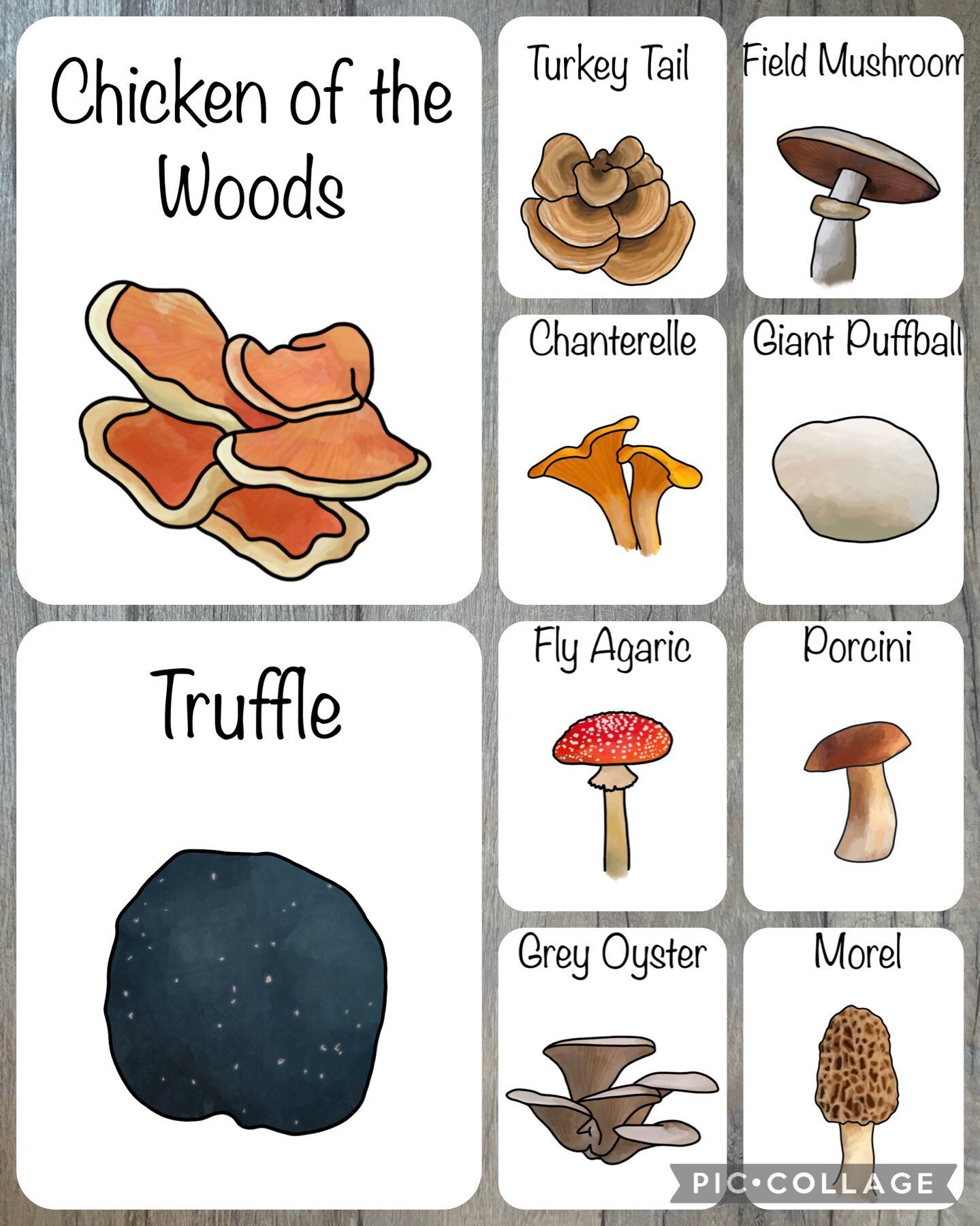 Printable Mushroom Flashcards Nature Educational Learning - Etsy UK