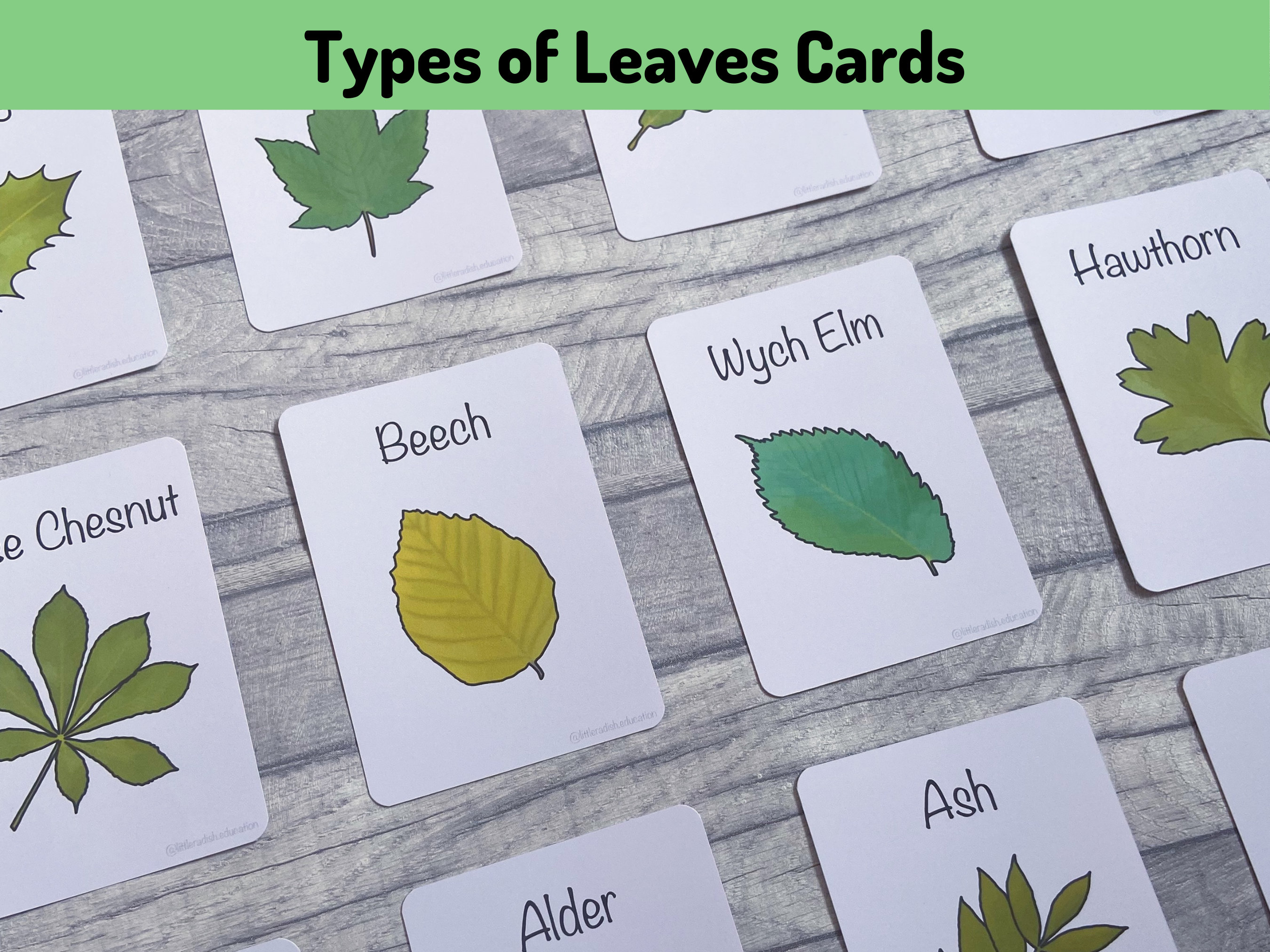 Types Of Leaves For Kids