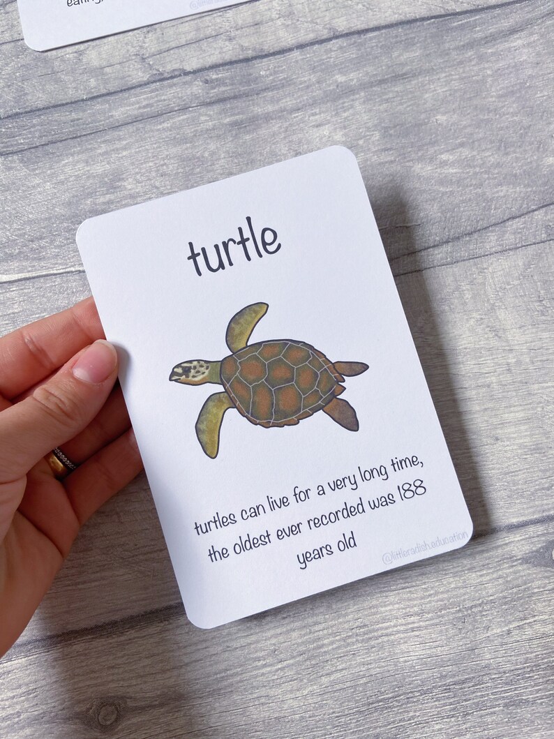 Printable Ocean Animals Vol 1 Cards Teaching Learning - Etsy