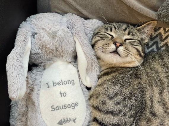 Personalised cat teddy sale