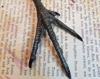 Vogel Praparatoren Etsy