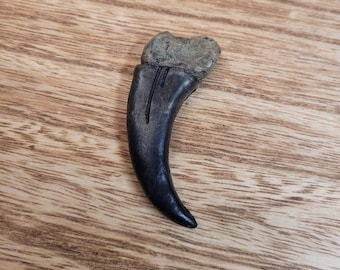 Bärenkralle aus Kunststoff - LARP/Kuriosität/Schmuck