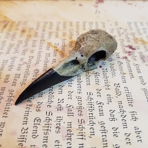 Plastic raven skull - LARP/curiosity/cosplay