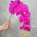 see more listings in the Orchids section